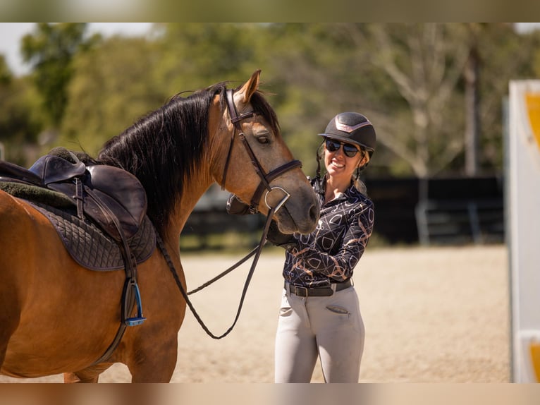 caballo de tiro Mestizo Caballo castrado 4 años 150 cm Buckskin/Bayo in Ocala