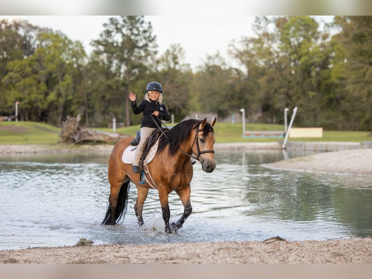 caballo de tiro Mestizo Caballo castrado 4 años 150 cm Buckskin/Bayo in Ocala