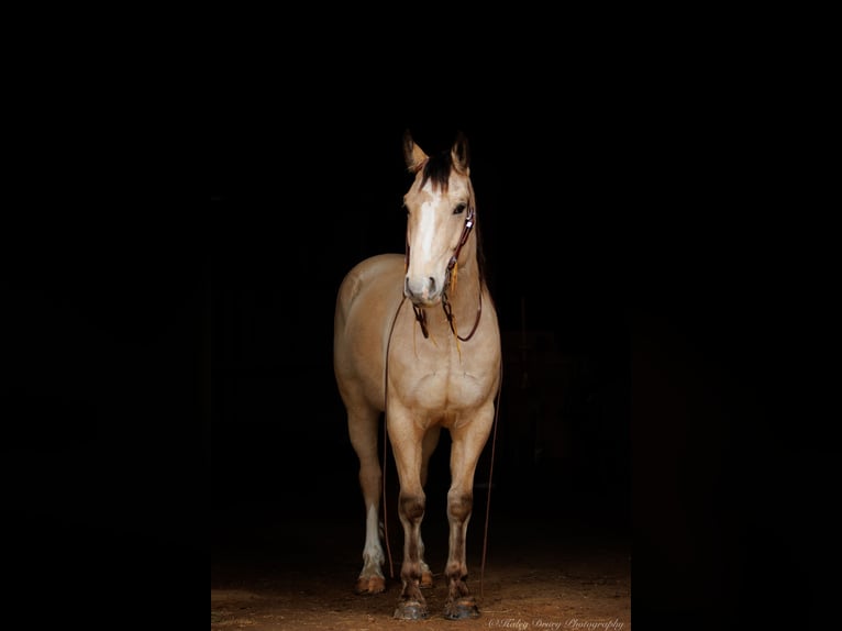 caballo de tiro Mestizo Caballo castrado 4 años 152 cm Buckskin/Bayo in Auburn