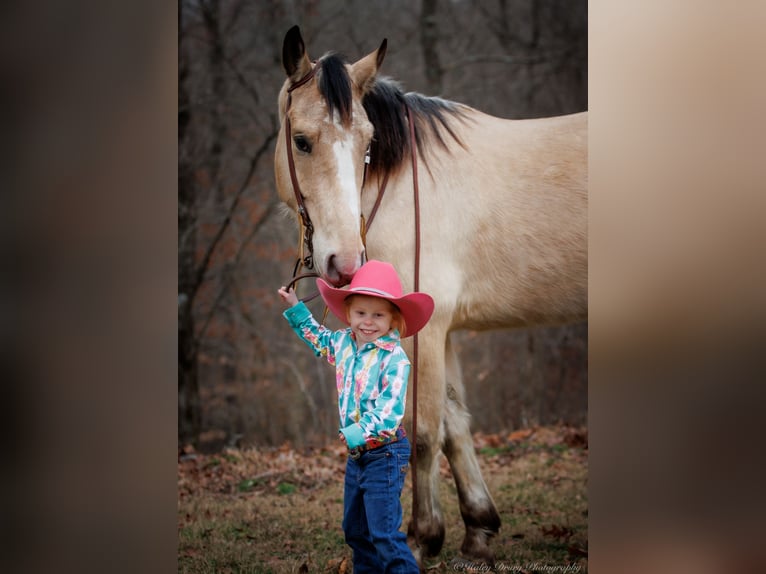 caballo de tiro Mestizo Caballo castrado 4 años 152 cm Buckskin/Bayo in Auburn