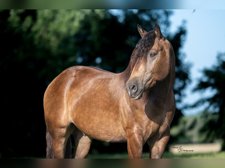 caballo de tiro Mestizo Caballo castrado 4 años 152 cm Buckskin/Bayo in Walker