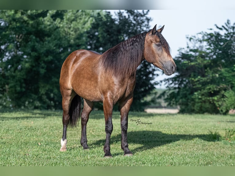 caballo de tiro Mestizo Caballo castrado 4 años 152 cm Buckskin/Bayo in Walker