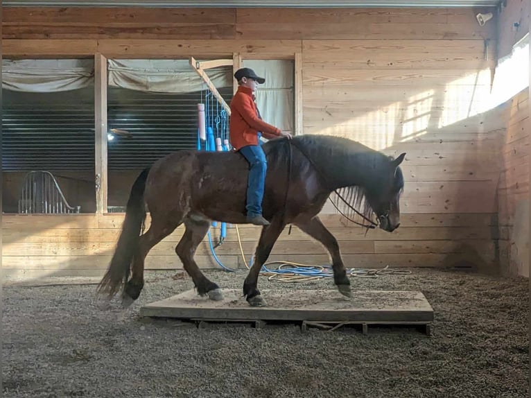 caballo de tiro Caballo castrado 4 años 152 cm Castaño-ruano in Winchester OH