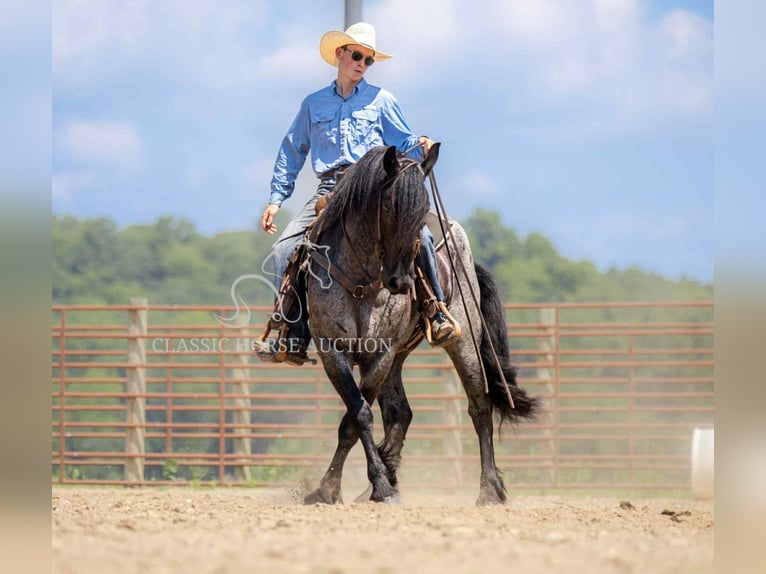 caballo de tiro Caballo castrado 4 años 152 cm Ruano azulado in Auburn, KY