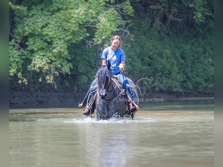 caballo de tiro Caballo castrado 4 años 152 cm Ruano azulado in Auburn, KY