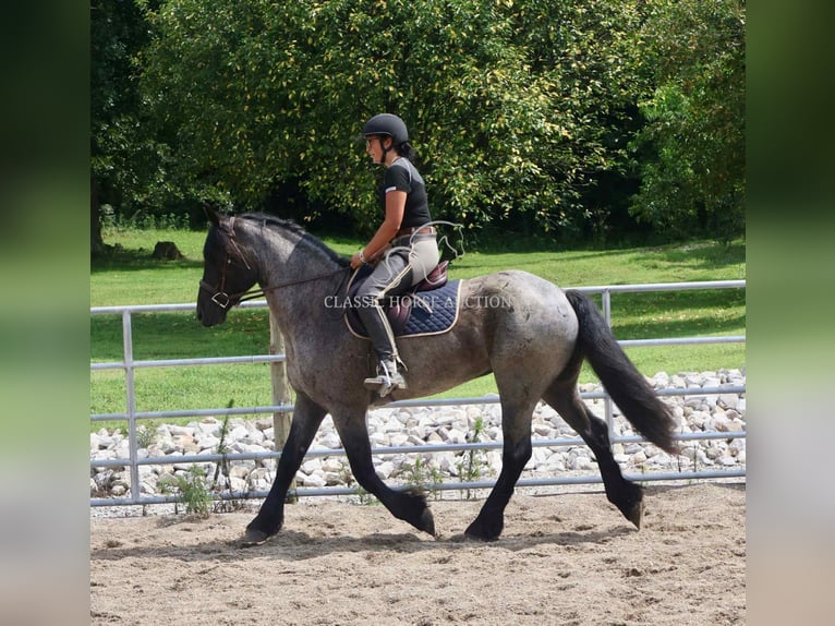 caballo de tiro Caballo castrado 4 años 152 cm Ruano azulado in Auburn, KY
