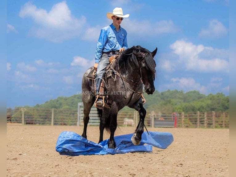caballo de tiro Caballo castrado 4 años 152 cm Ruano azulado in Auburn, KY