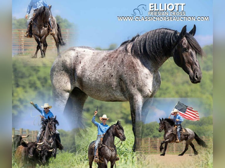 caballo de tiro Caballo castrado 4 años 152 cm Ruano azulado in Auburn, KY