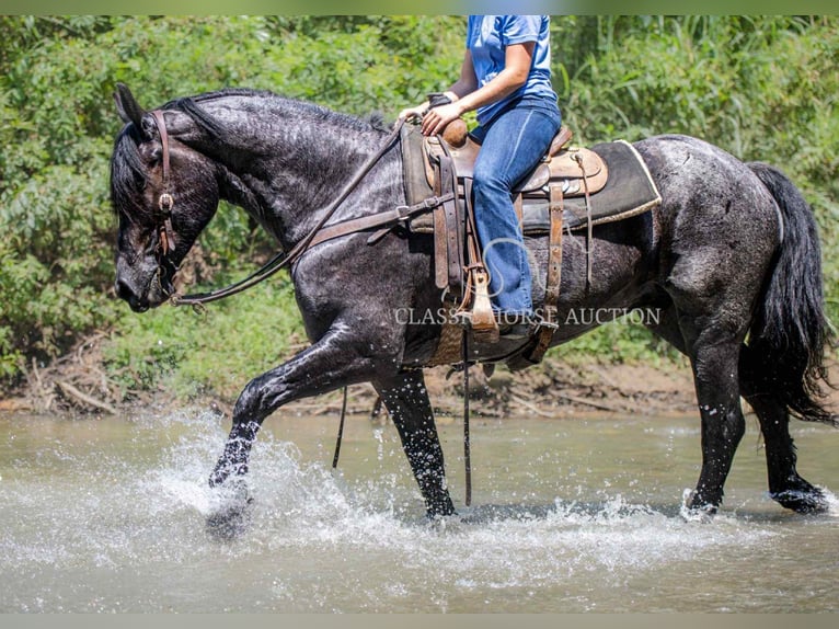caballo de tiro Caballo castrado 4 años 152 cm Ruano azulado in Auburn, KY