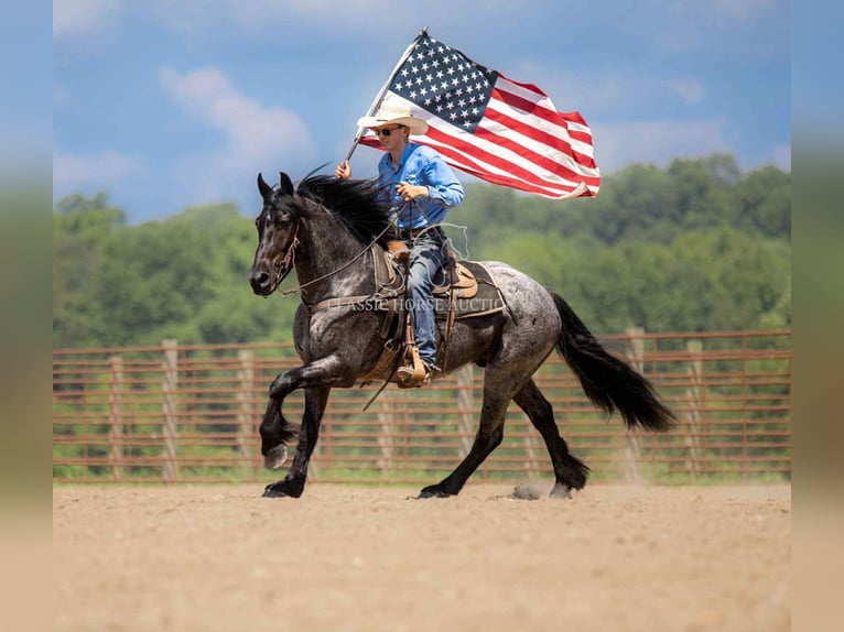 caballo de tiro Caballo castrado 4 años 152 cm Ruano azulado in Auburn, KY