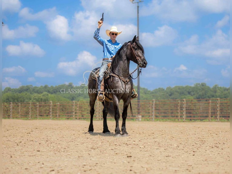 caballo de tiro Caballo castrado 4 años 152 cm Ruano azulado in Auburn, KY
