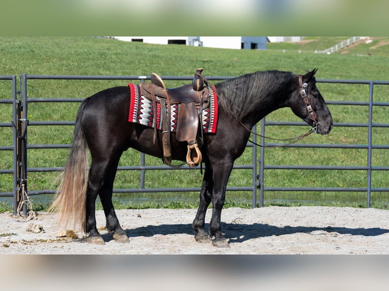 caballo de tiro Mestizo Caballo castrado 4 años 152 cm Tordo in Fredericksburg
