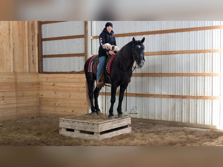 caballo de tiro Mestizo Caballo castrado 4 años 152 cm Tordo in Fredericksburg