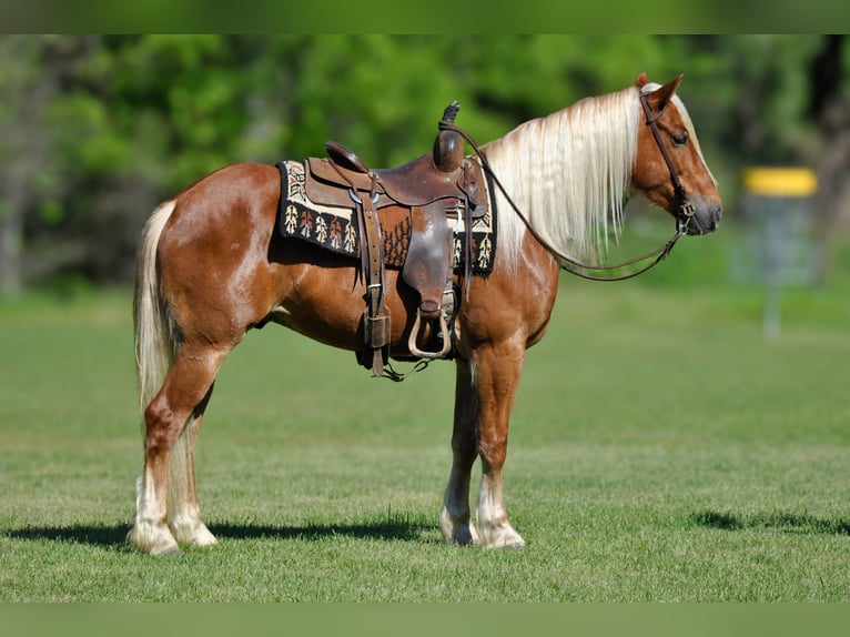 caballo de tiro Mestizo Caballo castrado 4 años 155 cm Alazán rojizo in Amory