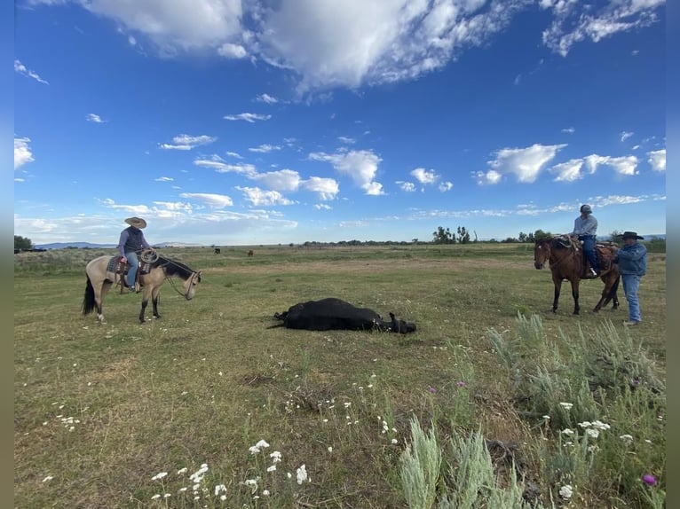caballo de tiro Mestizo Caballo castrado 4 años 155 cm Buckskin/Bayo in Rexburg, ID