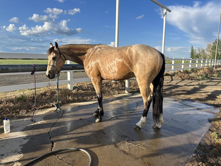 caballo de tiro Mestizo Caballo castrado 4 años 155 cm Buckskin/Bayo in Rexburg, ID