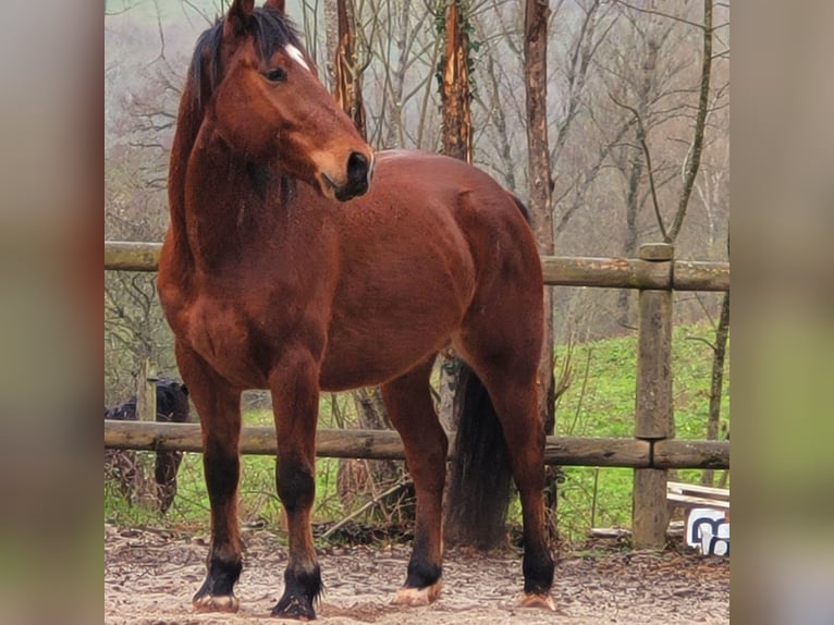 caballo de tiro Caballo castrado 4 años 156 cm Castaño in Clairvaux-d&#39;Aveyron