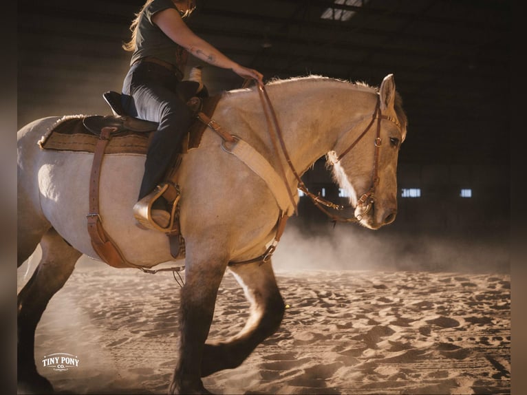 caballo de tiro Caballo castrado 4 años 157 cm Buckskin/Bayo in Jacksboro