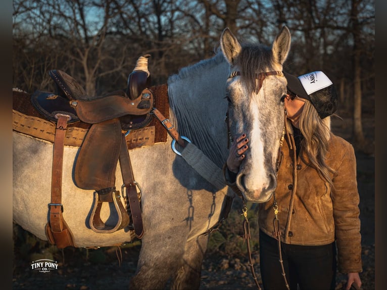 caballo de tiro Caballo castrado 4 años 157 cm Buckskin/Bayo in Jacksboro