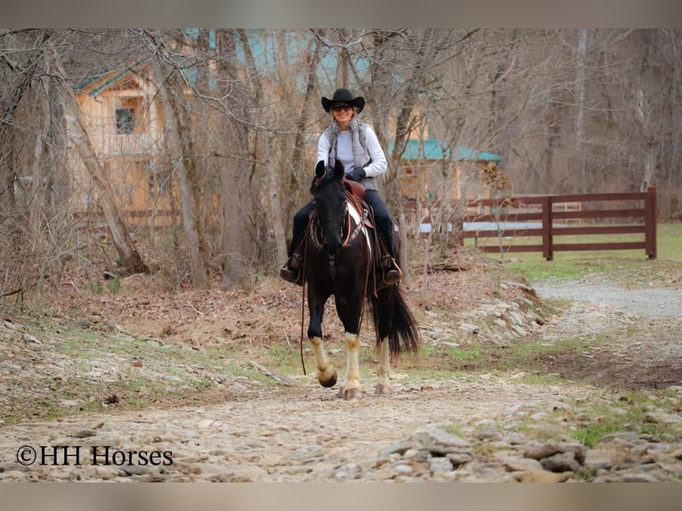 caballo de tiro Caballo castrado 4 años 157 cm in Flemingsburg KY