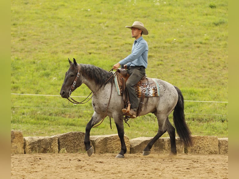 caballo de tiro Mestizo Caballo castrado 4 años 157 cm Ruano azulado in Millersburg