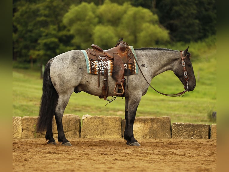 caballo de tiro Mestizo Caballo castrado 4 años 157 cm Ruano azulado in Millersburg