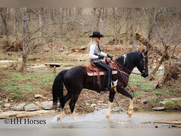 caballo de tiro Caballo castrado 4 años 157 cm Tobiano-todas las-capas in Flemingsburg KY