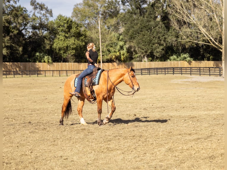 caballo de tiro Mestizo Caballo castrado 4 años 160 cm Bayo in Ocala
