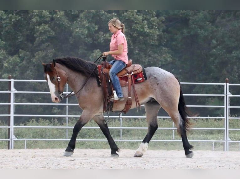 caballo de tiro Mestizo Caballo castrado 4 años 160 cm Castaño-ruano in Mount Vernon