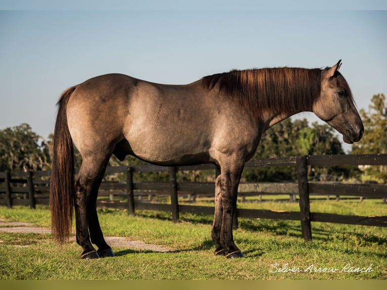 caballo de tiro Mestizo Caballo castrado 4 años 160 cm Grullo in Ocala, FL