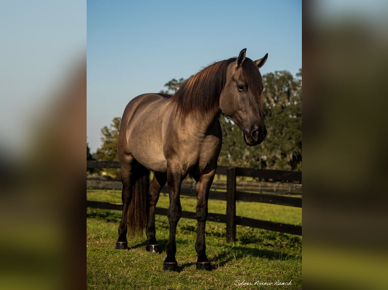 caballo de tiro Mestizo Caballo castrado 4 años 160 cm Grullo in Ocala, FL