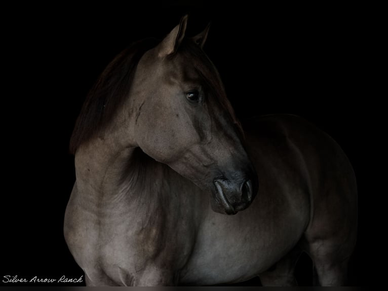 caballo de tiro Mestizo Caballo castrado 4 años 160 cm Grullo in Ocala, FL