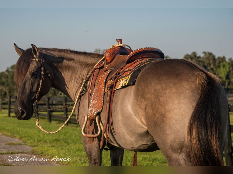 caballo de tiro Mestizo Caballo castrado 4 años 160 cm Grullo in Ocala, FL