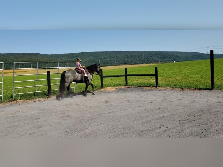 caballo de tiro Mestizo Caballo castrado 4 años 160 cm Ruano azulado in Howard, PA