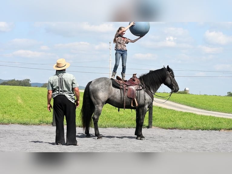 caballo de tiro Mestizo Caballo castrado 4 años 160 cm Ruano azulado in Howard, PA