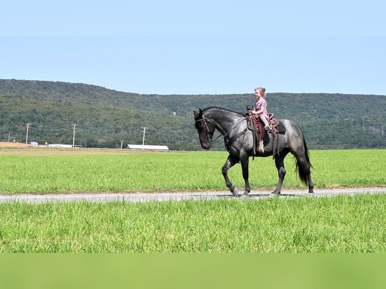 caballo de tiro Mestizo Caballo castrado 4 años 160 cm Ruano azulado in Howard, PA