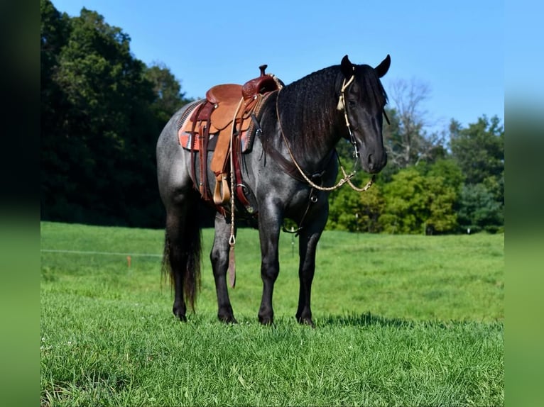 caballo de tiro Mestizo Caballo castrado 4 años 160 cm Ruano azulado in Howard, PA