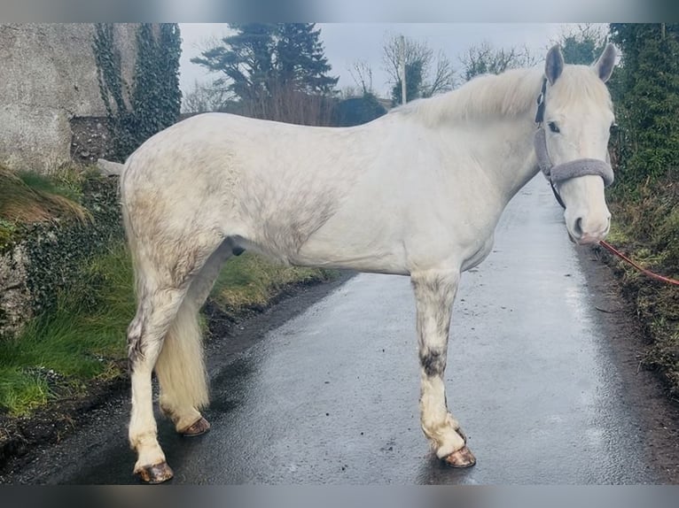 caballo de tiro Caballo castrado 4 años 160 cm Tordo in Sligo