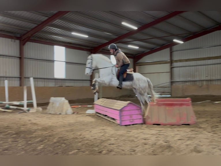 caballo de tiro Caballo castrado 4 años 160 cm Tordo in Sligo