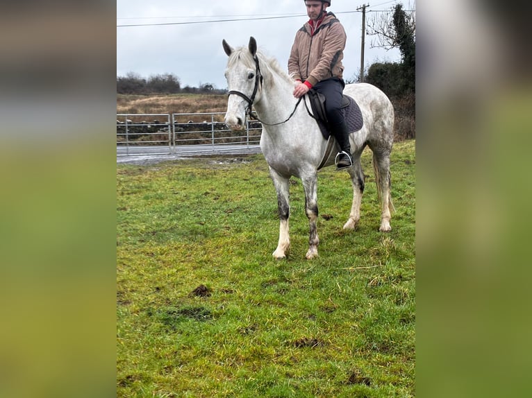 caballo de tiro Caballo castrado 4 años 160 cm Tordo in Sligo