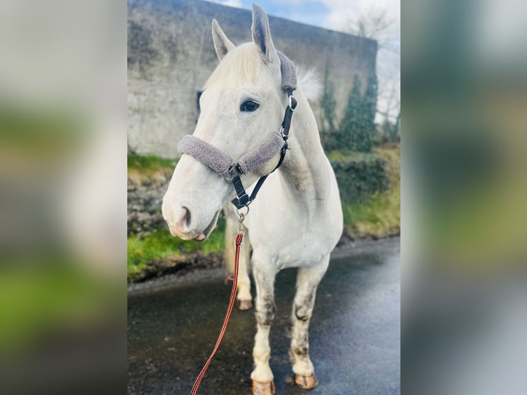 caballo de tiro Caballo castrado 4 años 160 cm Tordo in Sligo