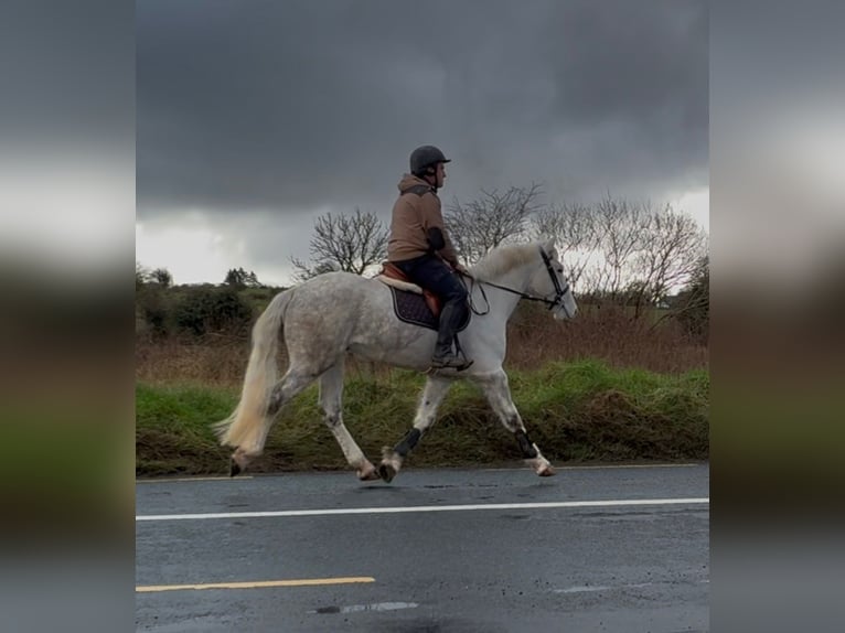 caballo de tiro Caballo castrado 4 años 160 cm Tordo in Sligo