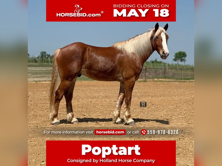 caballo de tiro Mestizo Caballo castrado 4 años 163 cm Alazán rojizo in Weatherford