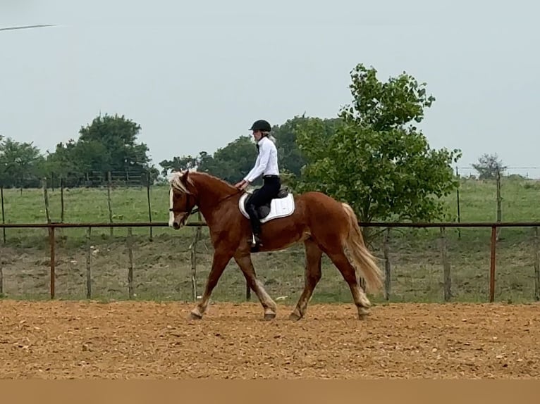 caballo de tiro Mestizo Caballo castrado 4 años 163 cm Alazán rojizo in Weatherford