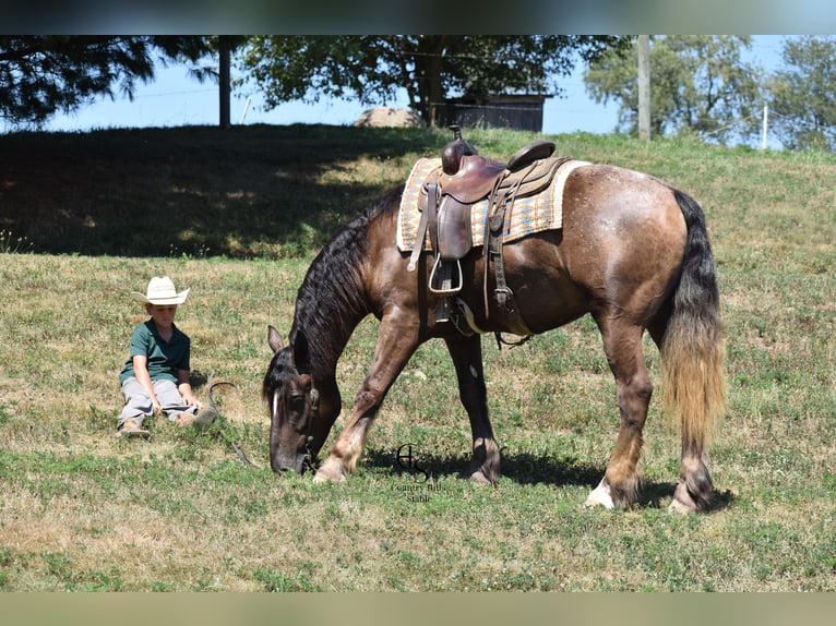 caballo de tiro Mestizo Caballo castrado 4 años 163 cm Castaño in Baltic