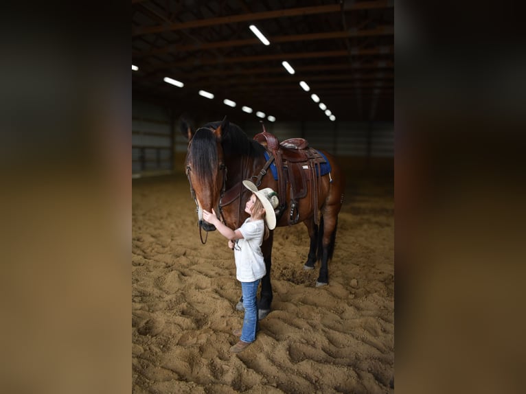 caballo de tiro Mestizo Caballo castrado 4 años 163 cm Castaño rojizo in Henderson