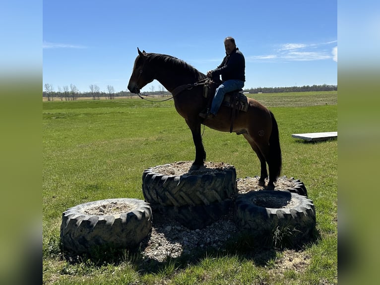 caballo de tiro Mestizo Caballo castrado 4 años 163 cm Castaño rojizo in Henderson