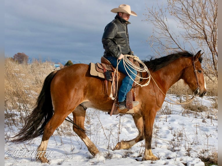 caballo de tiro Mestizo Caballo castrado 4 años 163 cm Castaño rojizo in Rigby