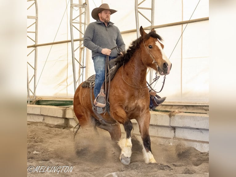 caballo de tiro Mestizo Caballo castrado 4 años 163 cm Castaño rojizo in Rigby