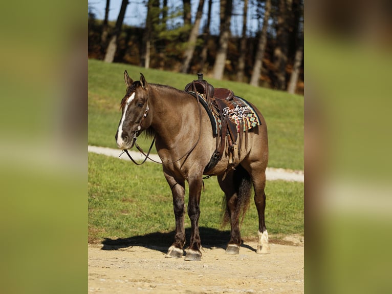 caballo de tiro Mestizo Caballo castrado 4 años 163 cm Grullo in Millersburg